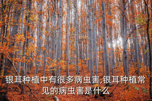 銀耳種植中有很多病蟲害,銀耳種植常見的病蟲害是什么