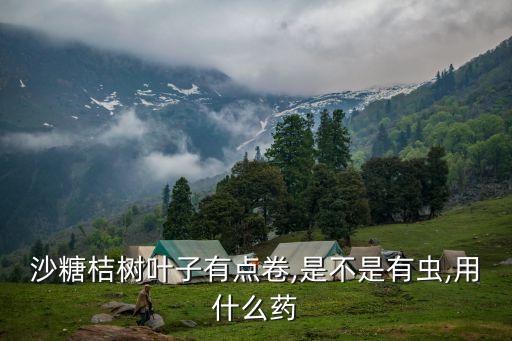 沙糖桔樹葉子有點卷,是不是有蟲,用什么藥