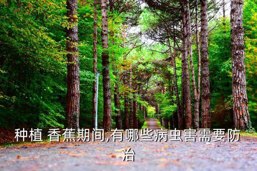 種植 香蕉期間,有哪些病蟲害需要防治