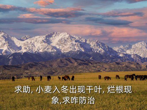 小麥爛根打什么農(nóng)藥,什么農(nóng)藥可以讓樹爛根