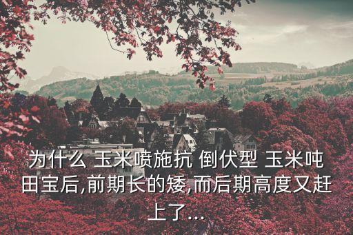 為什么 玉米噴施抗 倒伏型 玉米噸田寶后,前期長(zhǎng)的矮,而后期高度又趕上了...