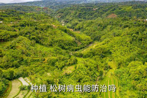 松樹(shù)懼怕什么農(nóng)藥,什么農(nóng)藥能殺死松樹(shù)