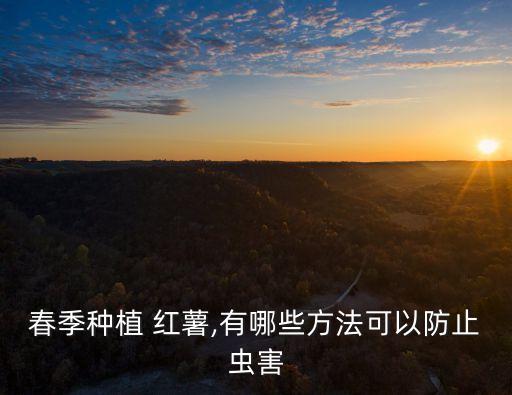 春季種植 紅薯,有哪些方法可以防止蟲害