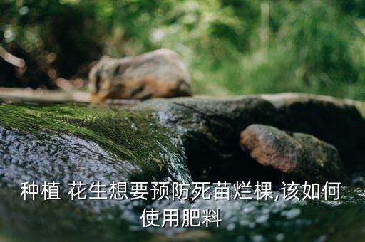 種植 花生想要預防死苗爛棵,該如何使用肥料