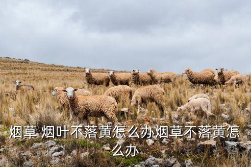 煙草 煙葉不落黃怎么辦煙草不落黃怎么辦