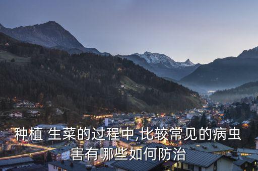 種生菜打什么農藥,生菜要打農藥嗎