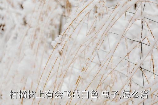 桔子樹有蟲子打什么農藥,現在桔子樹打什么藥