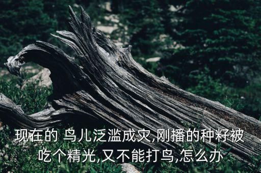鳥(niǎo)兒吃什么農(nóng)藥,經(jīng)常打農(nóng)藥的人吃什么可以緩解