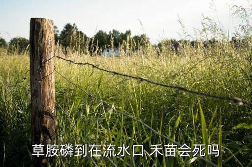 禾苗要噴什么農藥殺蟲