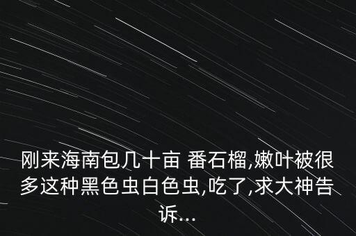 番石榴什么時候打農藥