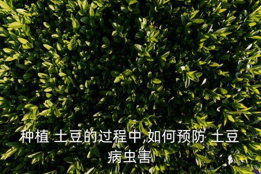 種植 土豆的過程中,如何預防 土豆病蟲害