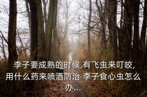 李子要成熟的時候,有飛蟲來叮咬,用什么藥來噴灑防治 李子食心蟲怎么辦...