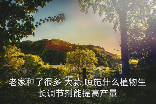 老家種了很多 大蒜,噴施什么植物生長調節劑能提高產量