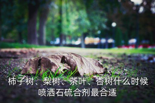 柿子樹、梨樹、茶葉、杏樹什么時候噴灑石硫合劑最合適