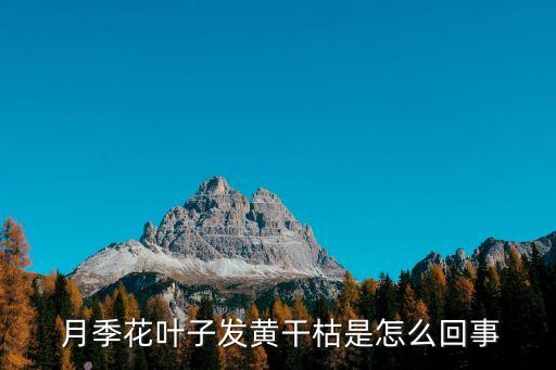 月季黃葉用什么農藥,月季的黃葉,用什么藥