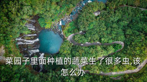 菜園子里面種植的蔬菜生了很多蟲,該怎么辦