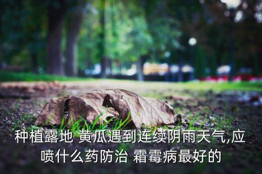 黃瓜霜霉病用什么農(nóng)藥治療,治療黃瓜霜霉病的特效藥