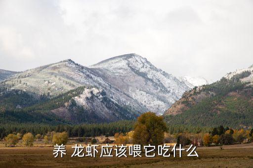 養 龍蝦應該喂它吃什么