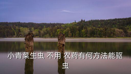 小青菜生蟲 不用 農藥有何方法能驅蟲