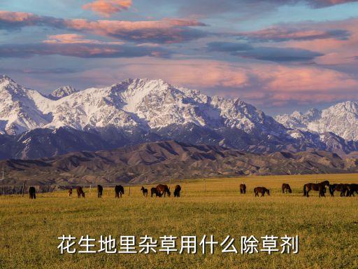 種花生前要打什么農藥