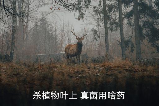 真菌用什么農藥可殺死呢,腳上的真菌用什么才能殺死