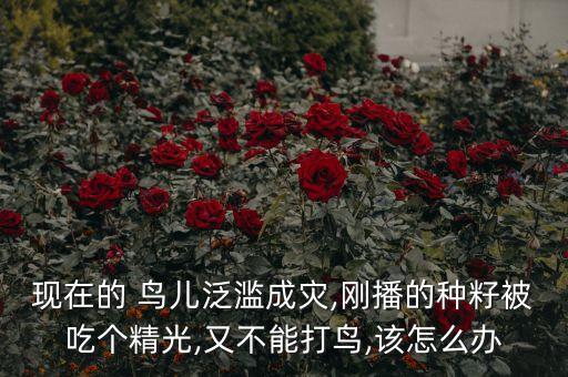 現在的 鳥兒泛濫成災,剛播的種籽被吃個精光,又不能打鳥,該怎么辦