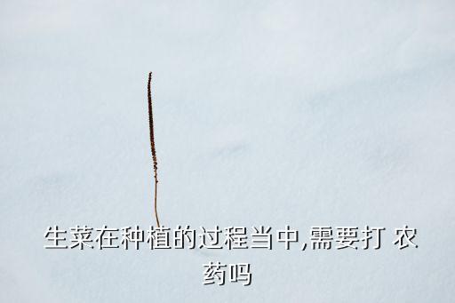  生菜在種植的過程當中,需要打 農藥嗎