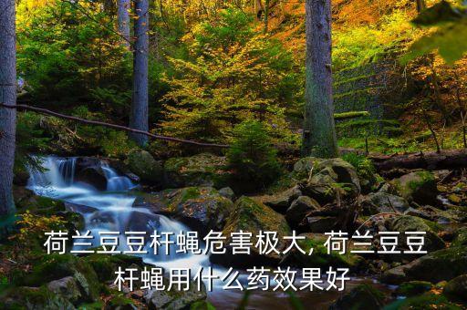 荷蘭豆農藥有什么功效,吃荷蘭豆有什么功效