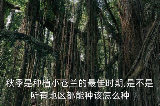 秋季是種植小蒼蘭的最佳時期,是不是所有地區都能種該怎么種