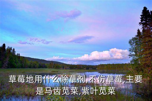 草莓地用什么除草劑,不傷草莓,主要是馬齒莧菜,紫葉莧菜
