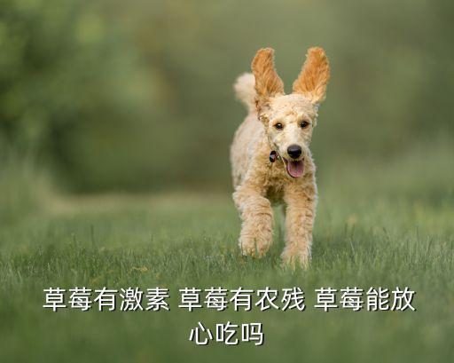 草莓農(nóng)藥殘留為什么多,怎么洗草莓能把農(nóng)藥殘留洗掉