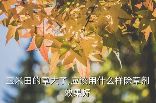 玉米田的草大了,應(yīng)該用什么樣除草劑效果好