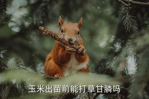 玉米地苗期打什么農藥