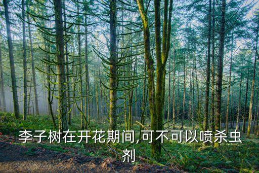  李子樹在開花期間,可不可以噴殺蟲劑