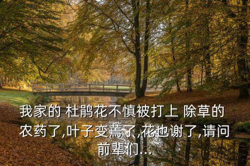 杜鵑苗圃除草用什么農藥