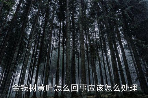 金錢樹葉子發黃用什么農藥,冬天金錢樹葉子發黃怎么處理怎么補救