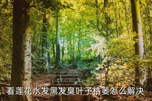 看蓮花水發黑發臭葉子枯萎怎么解決