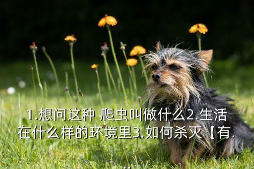 打屁爬蟲用什么農(nóng)藥好使