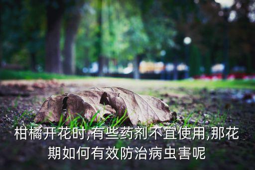 小金桔樹用什么農藥防病,金桔打什么農藥