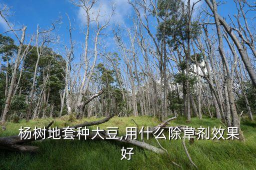 楊樹地套種大豆,用什么除草劑效果好
