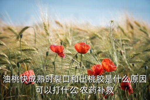 油桃快成熟時裂口和出桃膠是什么原因可以打什么 農藥補救