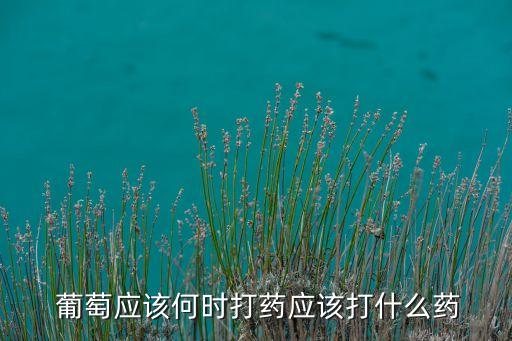 葡萄雨季打什么農藥,葡萄一般打什么農藥