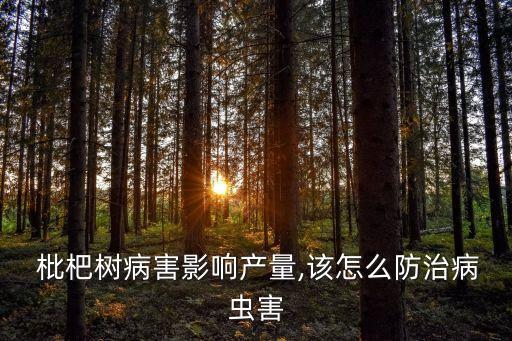 枇杷樹干被蛀打什么農藥
