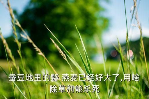 大田燕麥用什么農(nóng)藥,水燕麥打什么農(nóng)藥