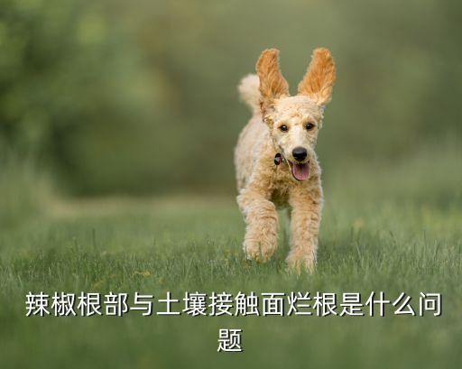  辣椒根部與土壤接觸面爛根是什么問題