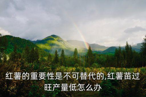 紅薯的重要性是不可替代的,紅薯苗過旺產(chǎn)量低怎么辦