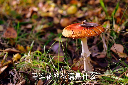 馬連花的花語是什么
