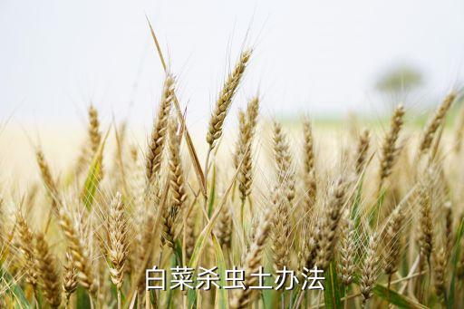 白菜殺蟲土辦法