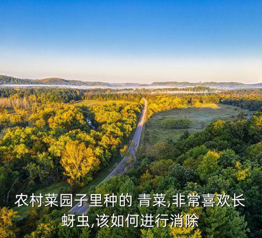 農村菜園子里種的 青菜,非常喜歡長蚜蟲,該如何進行消除