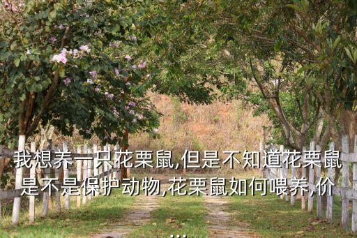 我想養一只花栗鼠,但是不知道花栗鼠是不是保護動物,花栗鼠如何喂養,價...